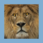 the lion sleeps tonight - tokens